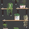 Papel Pintado Estantería con Plantas - ALGAIDA  | MURAKE - 884631