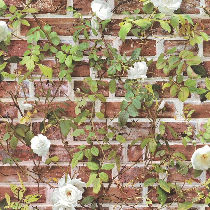 Papel Pintado Ladrillo con enredadera - KENITRA  | MURAKE - 275631