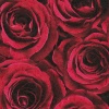 Papel Pintado Rosas - ROXET  | MURAKE - 541660