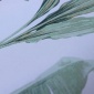 Papel Pintado Plantas exóticas - BUCRAA 01 | MURAKE - 37741