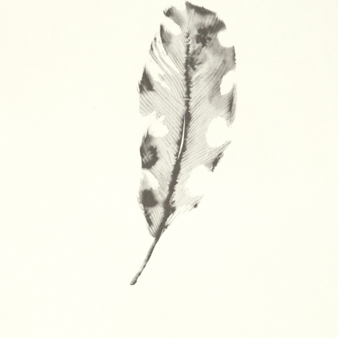 Papel Pintado Plumas de ave - VOGEL 02 | MURAKE - 11572