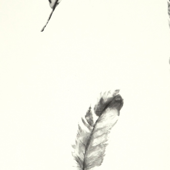 Papel Pintado Plumas de ave - VOGEL 03 | MURAKE - 11573