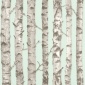 Papel Pintado Troncos abedul - PALKID 02 | MURAKE - 11587