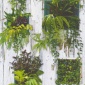 Papel Pintado Maceteros con plantas - UIGE | MURAKE - 314031