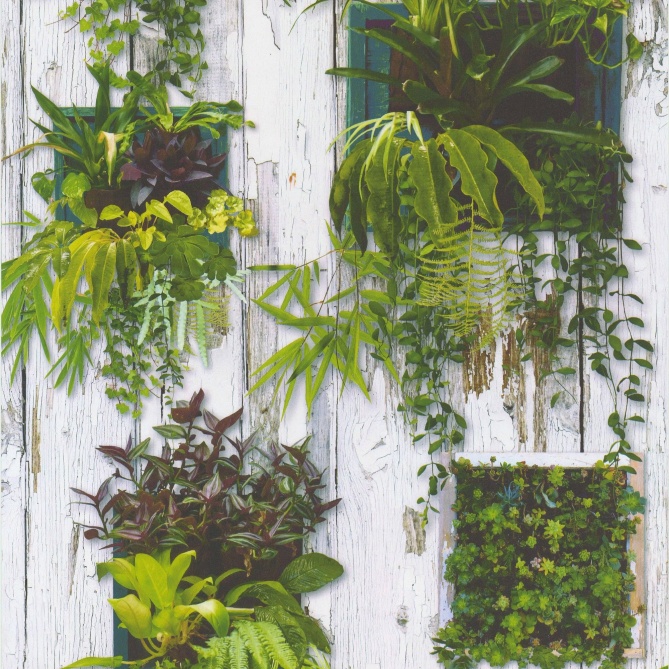 Papel Pintado Maceteros con plantas - UIGE | MURAKE - 314031