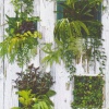 Papel Pintado Maceteros con plantas - UIGE | MURAKE - 314031