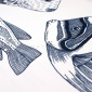 Papel Pintado Peces grandes - ROVIGO 02 | MURAKE - 91122