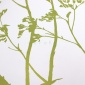 Papel Pintado Ramas - CUNEO 03 | MURAKE - 91133