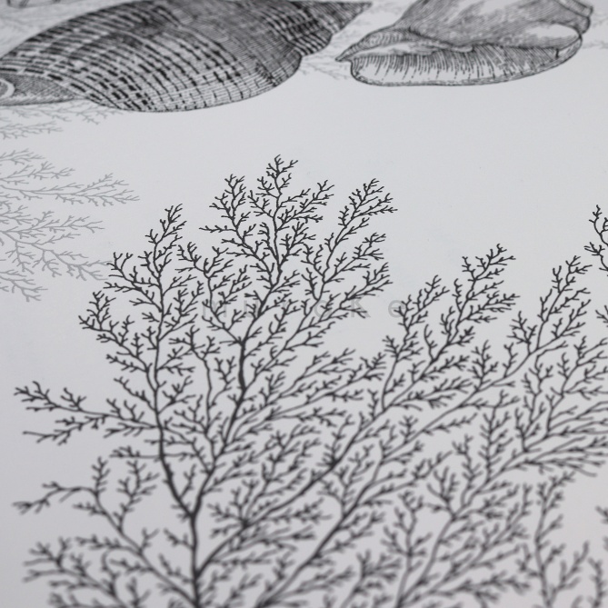 Papel Pintado Conchas y corales - AOSTA 01 | MURAKE - 91151