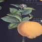 Papel Pintado Limonero - TRYNOVE 02 | MURAKE - 83092